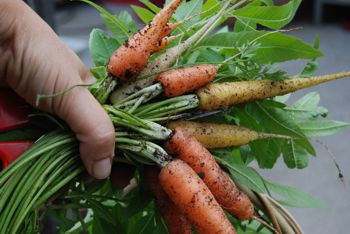 Grow your own vegetables - a hand holding a bunch of carrots